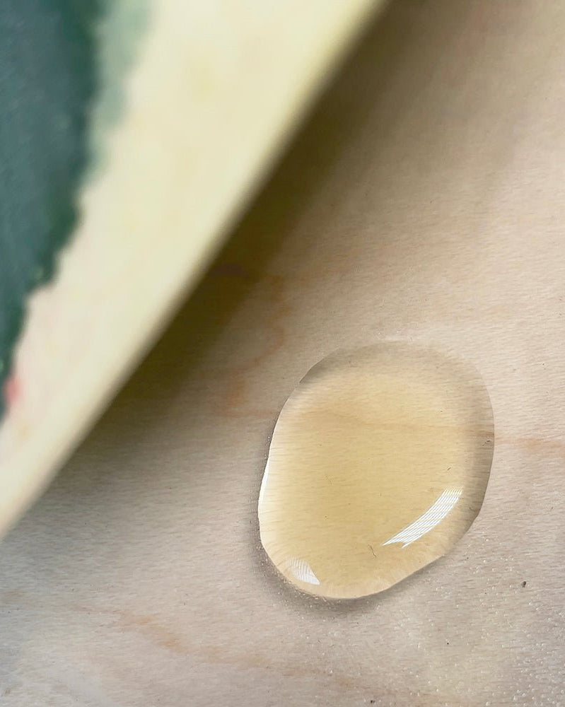 Verte Rx Shiny Leaves for Plants - Chive Ceramics Studio - Chive Ceramics Studio