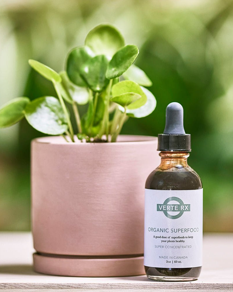 Verte Rx Organic Plant Superfood - Chive Ceramics Studio - Chive US