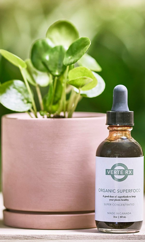 Verte Rx Organic Plant Superfood - Chive Ceramics Studio - Chive US
