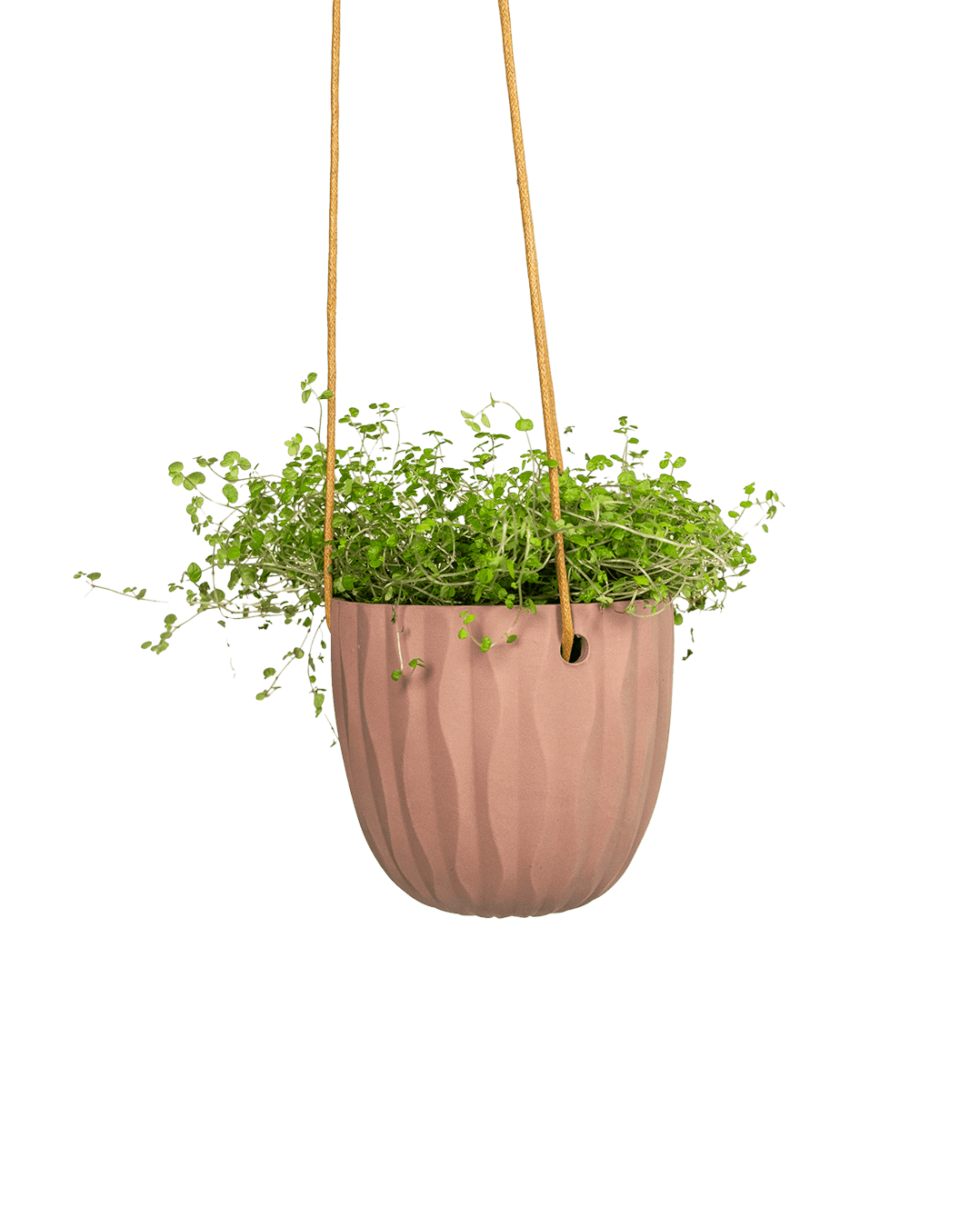 Virago Ceramic Modern Hanging Planter - Chive Ceramics Studio - Pots - Chive US