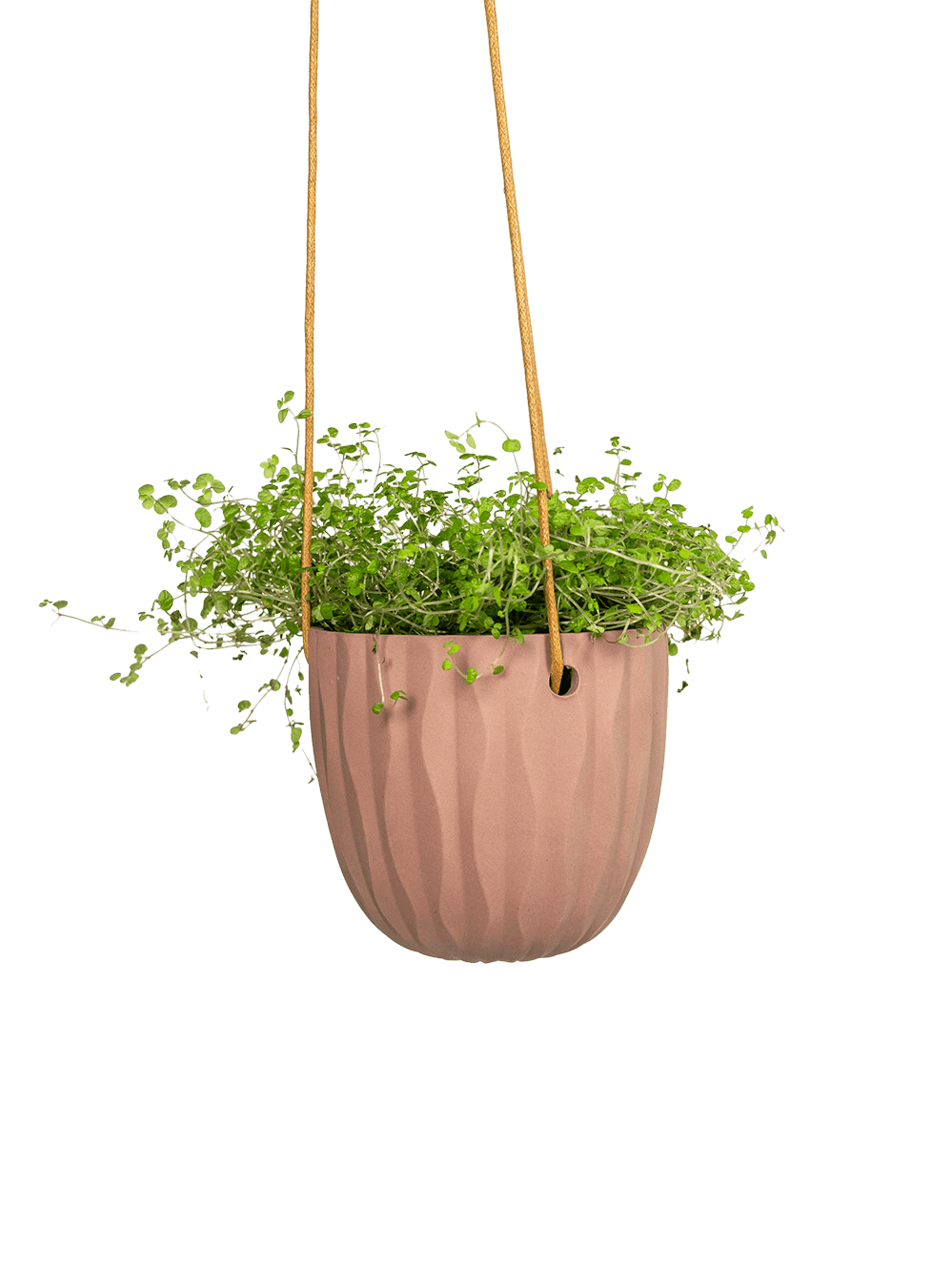 Virago Ceramic Modern Hanging Planter - Chive Ceramics Studio - Pots - Chive US