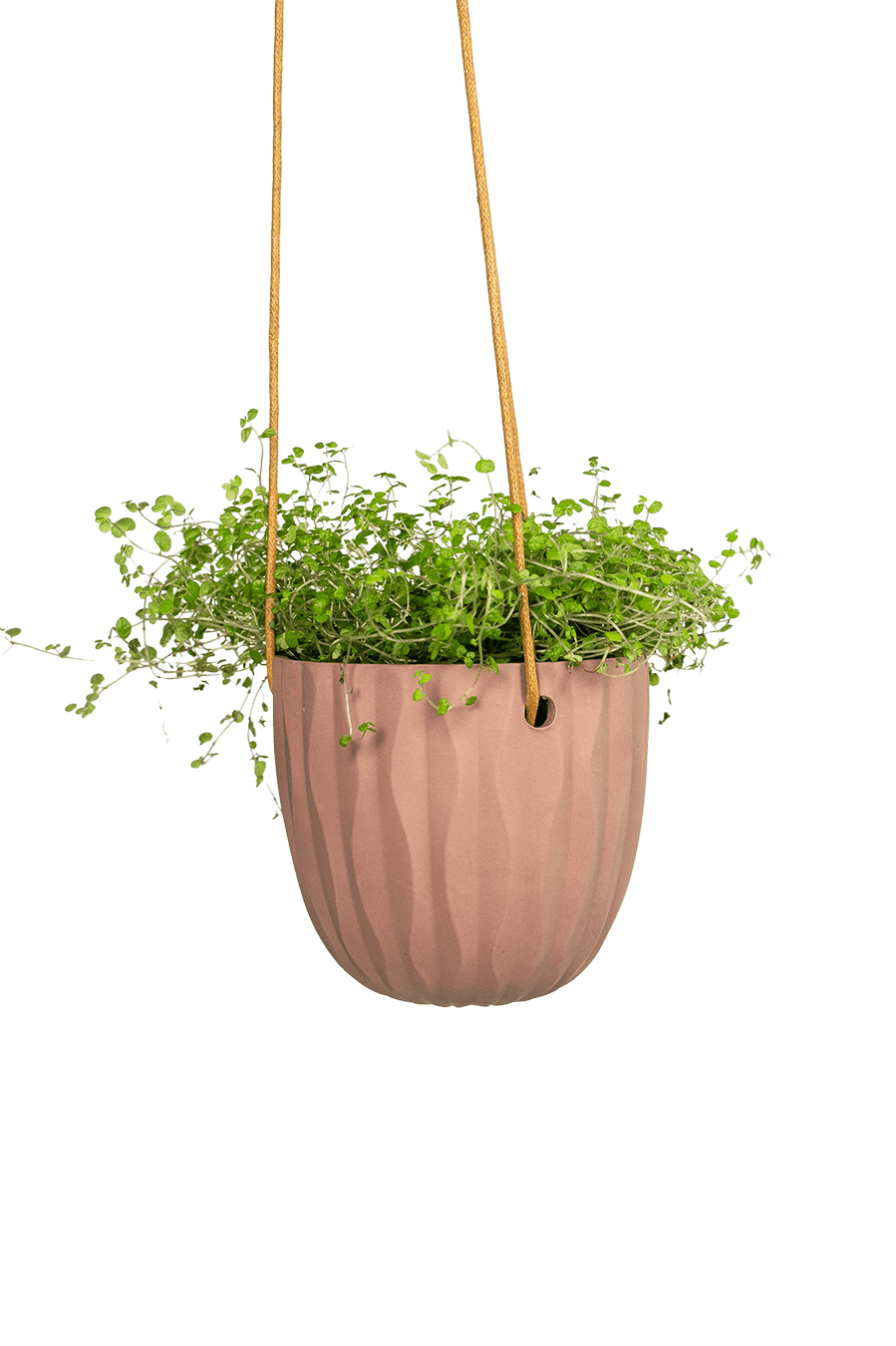 Virago Ceramic Modern Hanging Planter - Chive Ceramics Studio - Pots - Chive US