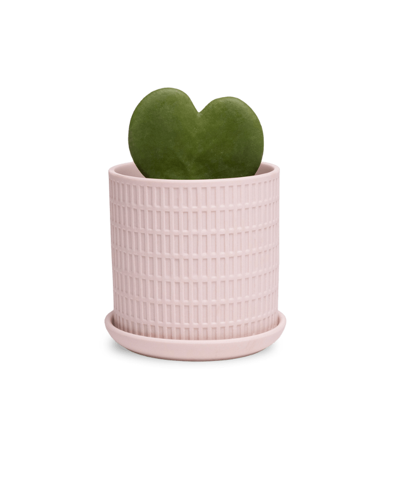 Virago 3.5" Porcelain Pot With Drainage Hole And Saucer - Chive Ceramics Studio - Pots - Chive Ceramics Studio