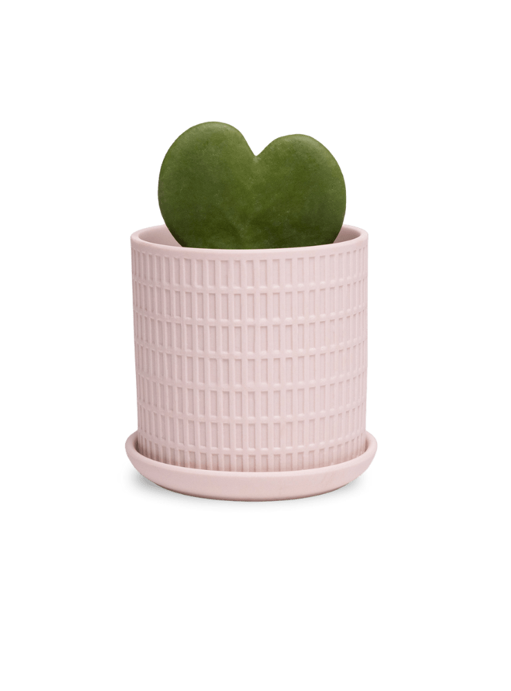 Virago 3.5" Porcelain Pot With Drainage Hole And Saucer - Chive Ceramics Studio - Pots - Chive Ceramics Studio