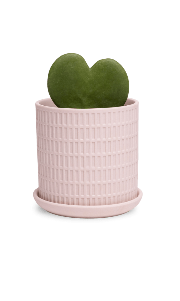 Virago 3.5" Porcelain Pot With Drainage Hole And Saucer - Chive Ceramics Studio - Pots - Chive Ceramics Studio