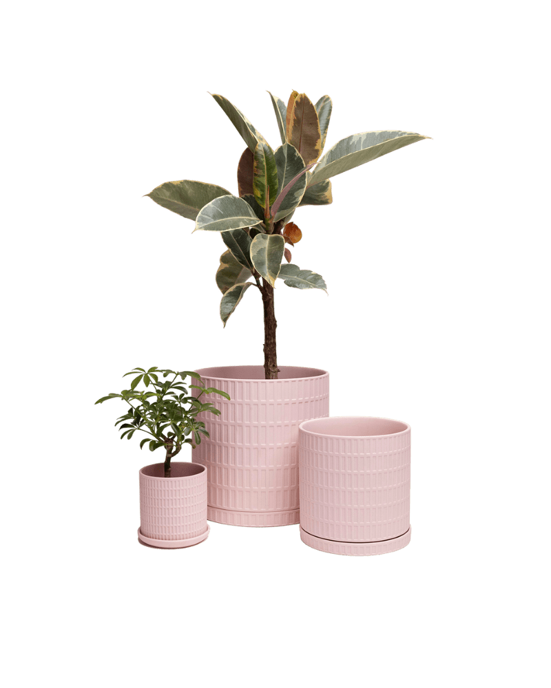 Virago 3.5" Porcelain Pot With Drainage Hole And Saucer - Chive Ceramics Studio - Pots - Chive Ceramics Studio