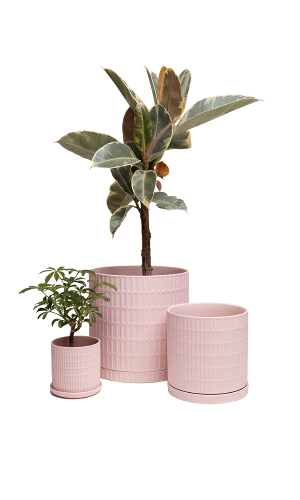 Virago 3.5" Porcelain Pot With Drainage Hole And Saucer - Chive Ceramics Studio - Pots - Chive Ceramics Studio