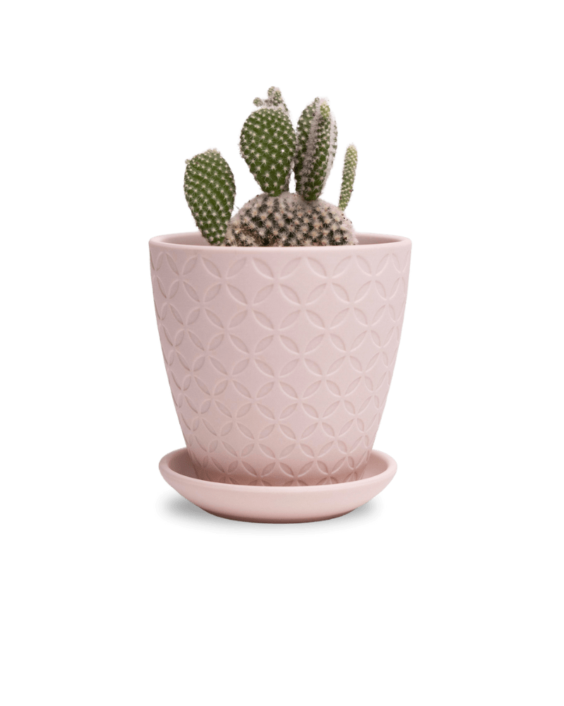 Virago 3.5" Porcelain Pot With Drainage Hole And Saucer - Chive Ceramics Studio - Pots - Chive Ceramics Studio