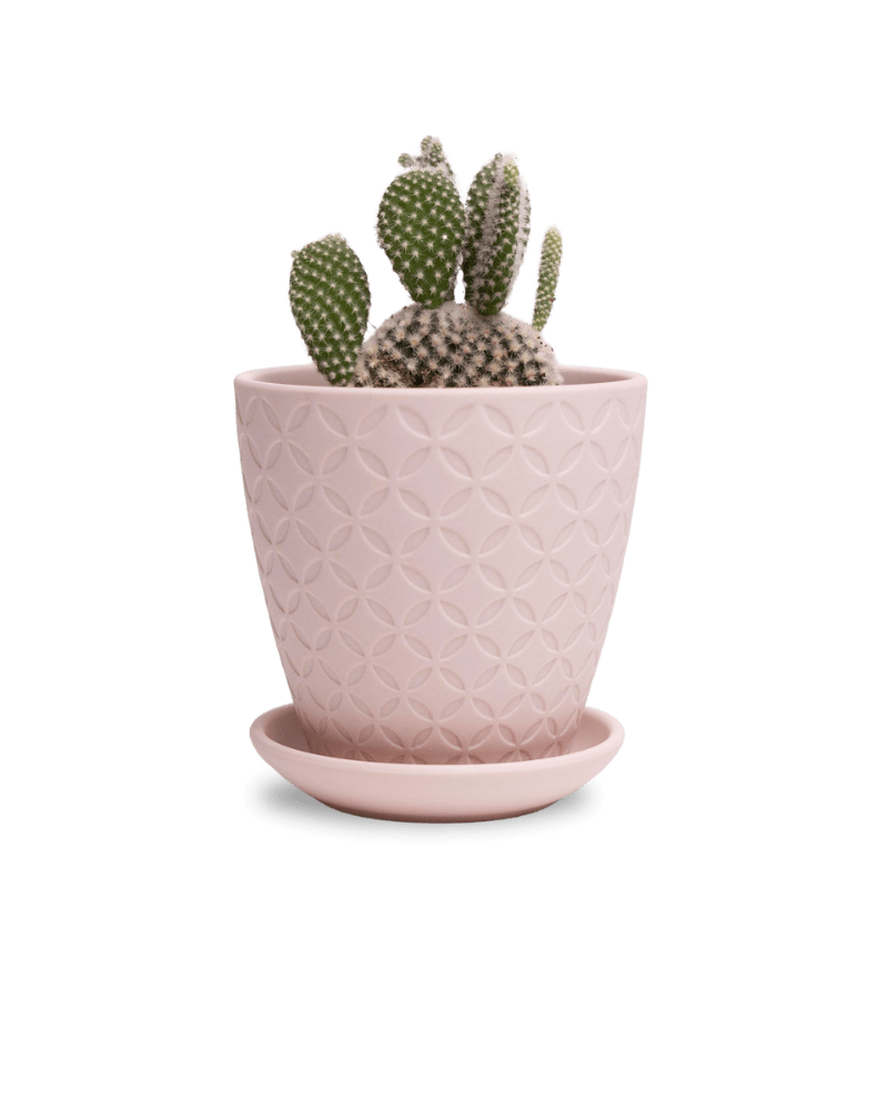 Virago 3.5" Porcelain Pot With Drainage Hole And Saucer - Chive Ceramics Studio - Pots - Chive Ceramics Studio