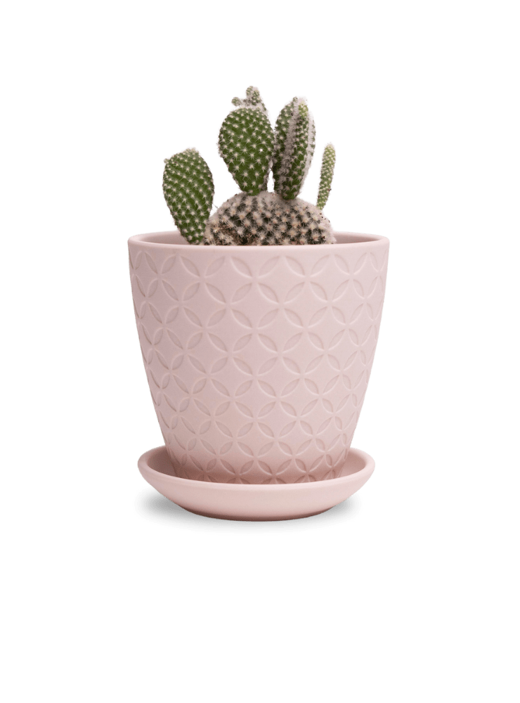 Virago 3.5" Porcelain Pot With Drainage Hole And Saucer - Chive Ceramics Studio - Pots - Chive Ceramics Studio