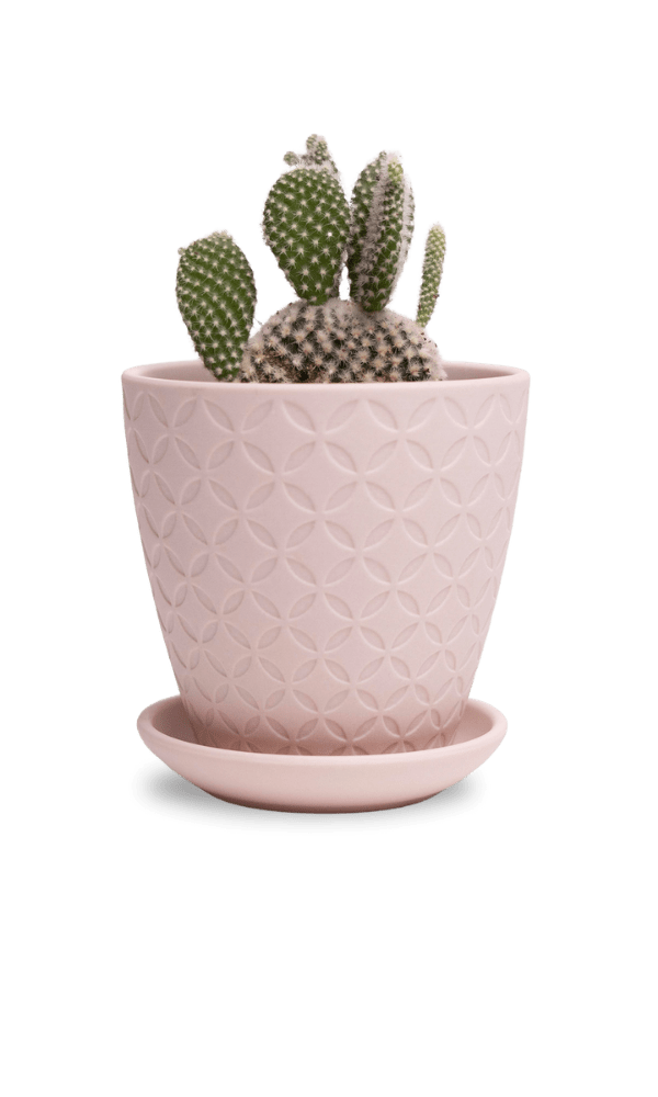 Virago 3.5" Porcelain Pot With Drainage Hole And Saucer - Chive Ceramics Studio - Pots - Chive Ceramics Studio