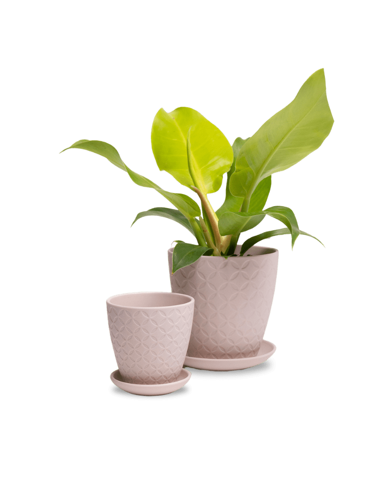 Virago 3.5" Porcelain Pot With Drainage Hole And Saucer - Chive Ceramics Studio - Pots - Chive Ceramics Studio