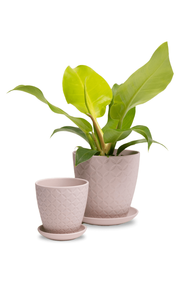 Virago 3.5" Porcelain Pot With Drainage Hole And Saucer - Chive Ceramics Studio - Pots - Chive Ceramics Studio