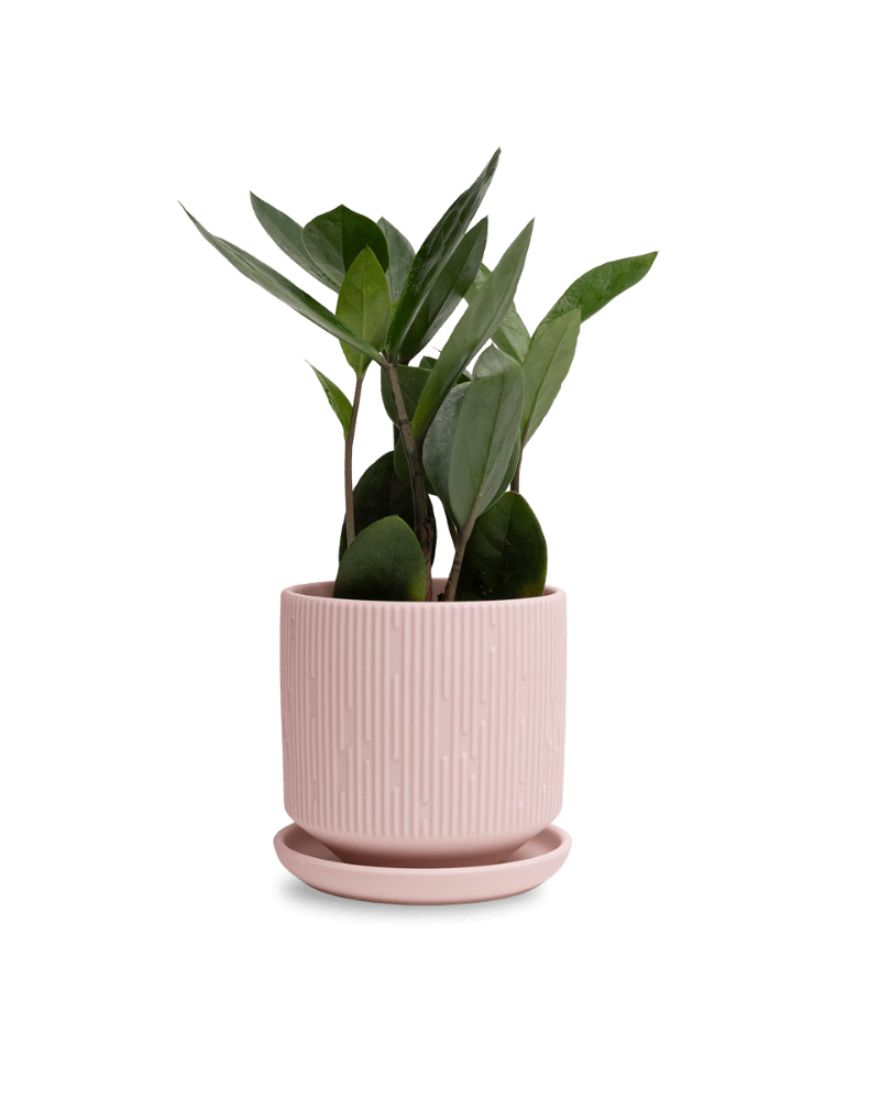 Virago 3.5" Porcelain Pot With Drainage Hole And Saucer - Chive Ceramics Studio - Pots - Chive Ceramics Studio