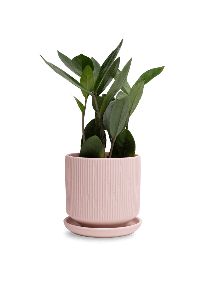 Virago 3.5" Porcelain Pot With Drainage Hole And Saucer - Chive Ceramics Studio - Pots - Chive Ceramics Studio