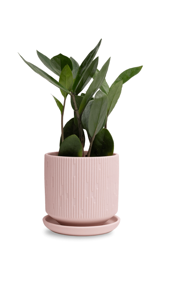 Virago 3.5" Porcelain Pot With Drainage Hole And Saucer - Chive Ceramics Studio - Pots - Chive Ceramics Studio