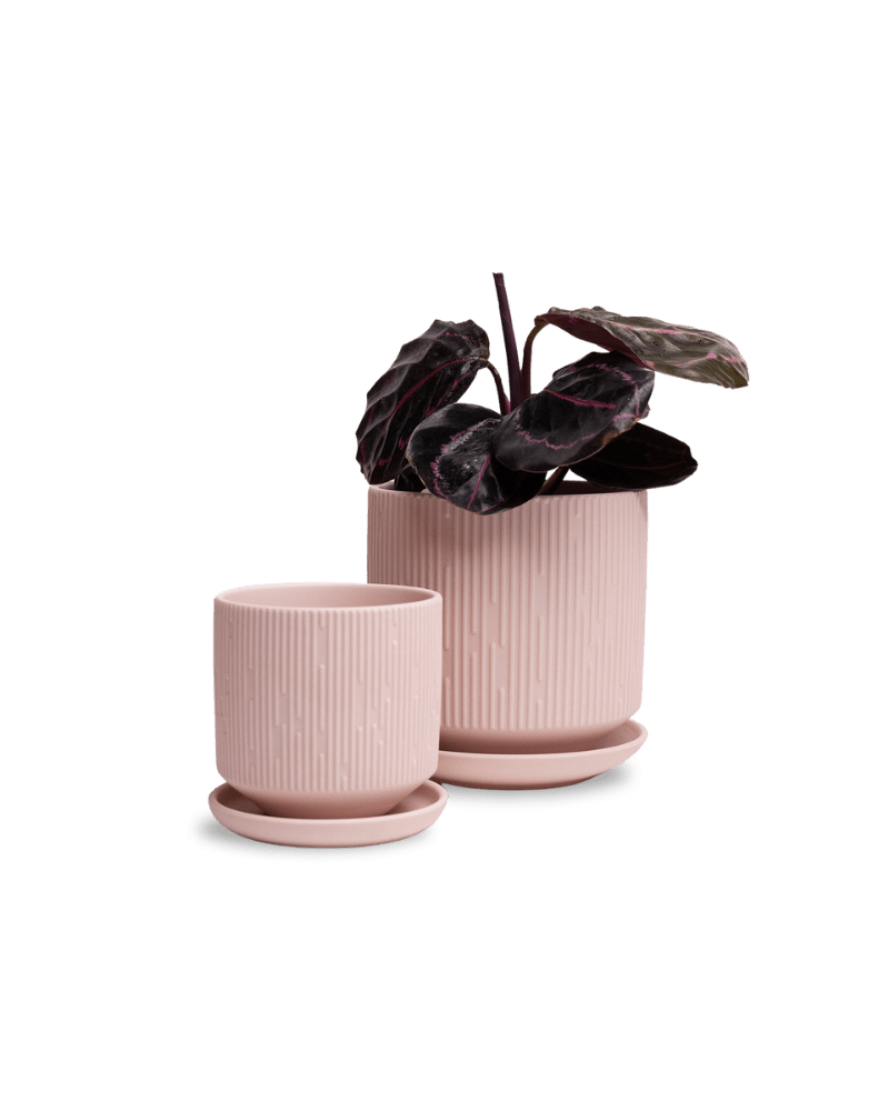 Virago 3.5" Porcelain Pot With Drainage Hole And Saucer - Chive Ceramics Studio - Pots - Chive Ceramics Studio