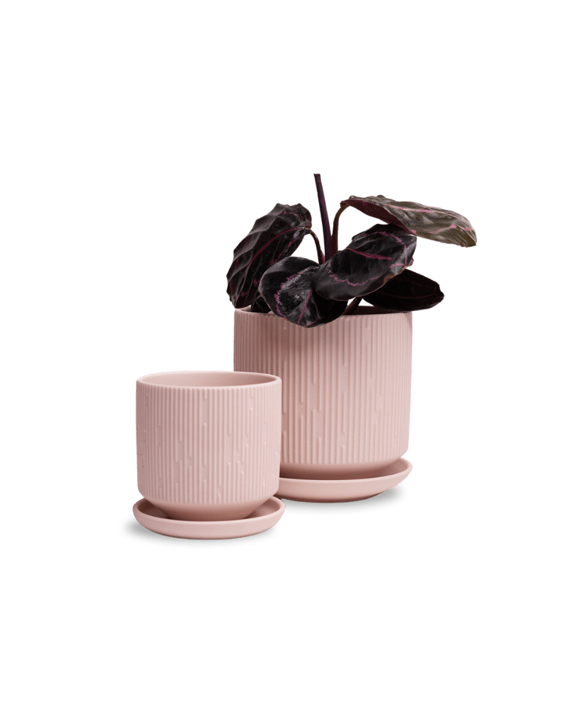 Virago 3.5" Porcelain Pot With Drainage Hole And Saucer - Chive Ceramics Studio - Pots - Chive Ceramics Studio