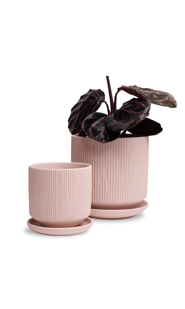 Virago 3.5" Porcelain Pot With Drainage Hole And Saucer - Chive Ceramics Studio - Pots - Chive Ceramics Studio