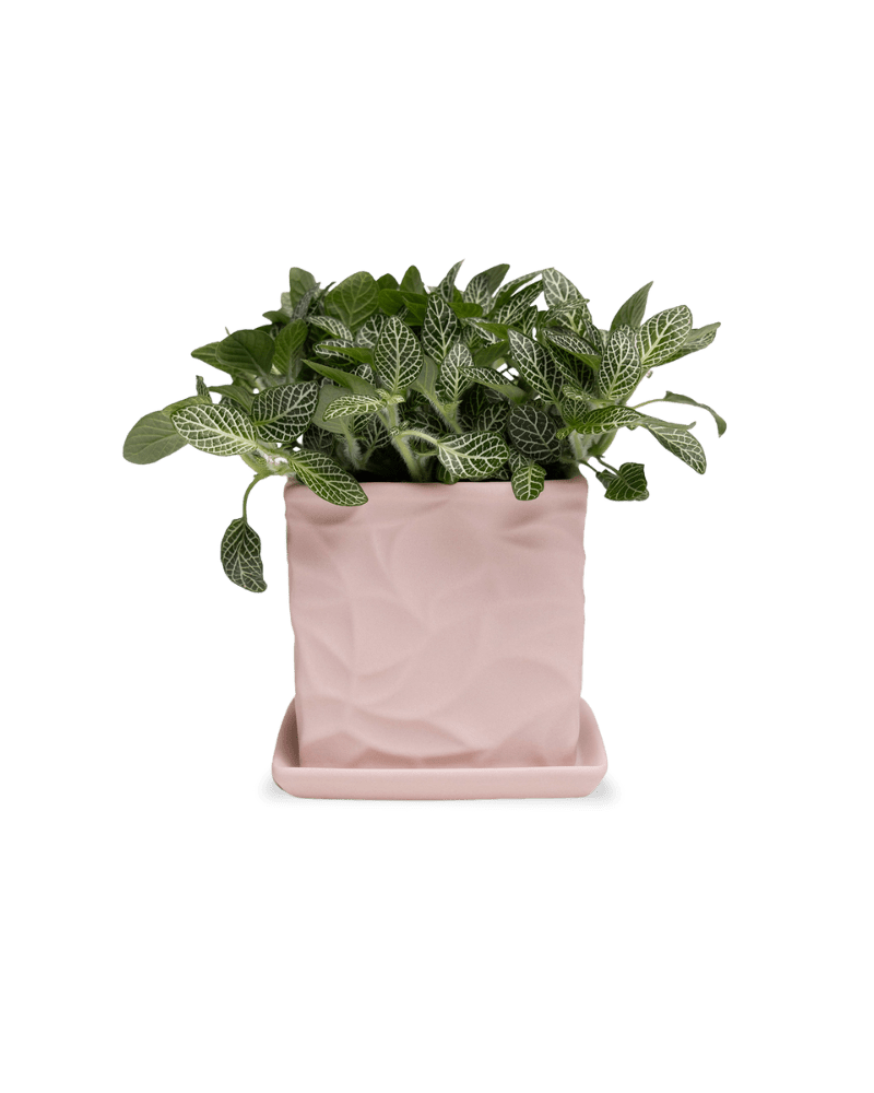 Virago 3.5" Porcelain Pot With Drainage Hole And Saucer - Chive Ceramics Studio - Pots - Chive Ceramics Studio