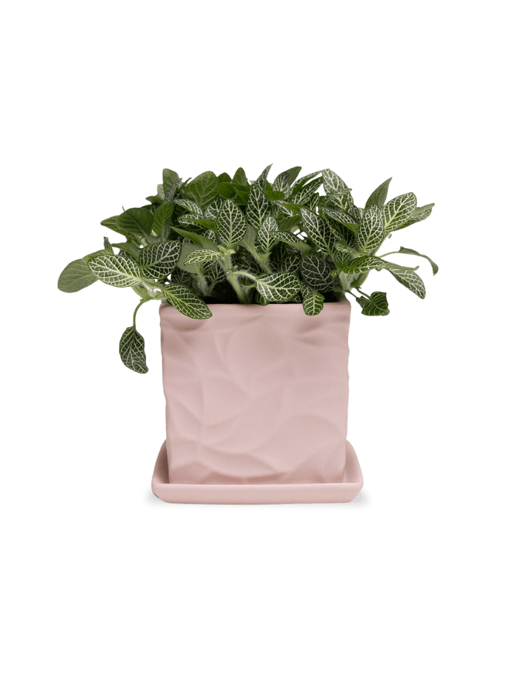 Virago 3.5" Porcelain Pot With Drainage Hole And Saucer - Chive Ceramics Studio - Pots - Chive Ceramics Studio