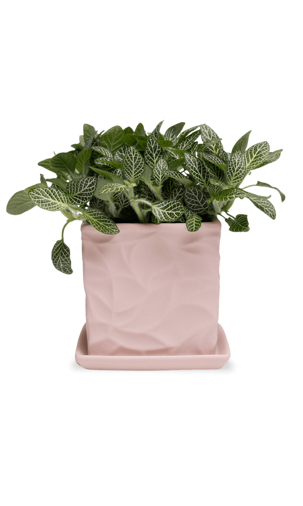 Virago 3.5" Porcelain Pot With Drainage Hole And Saucer - Chive Ceramics Studio - Pots - Chive Ceramics Studio