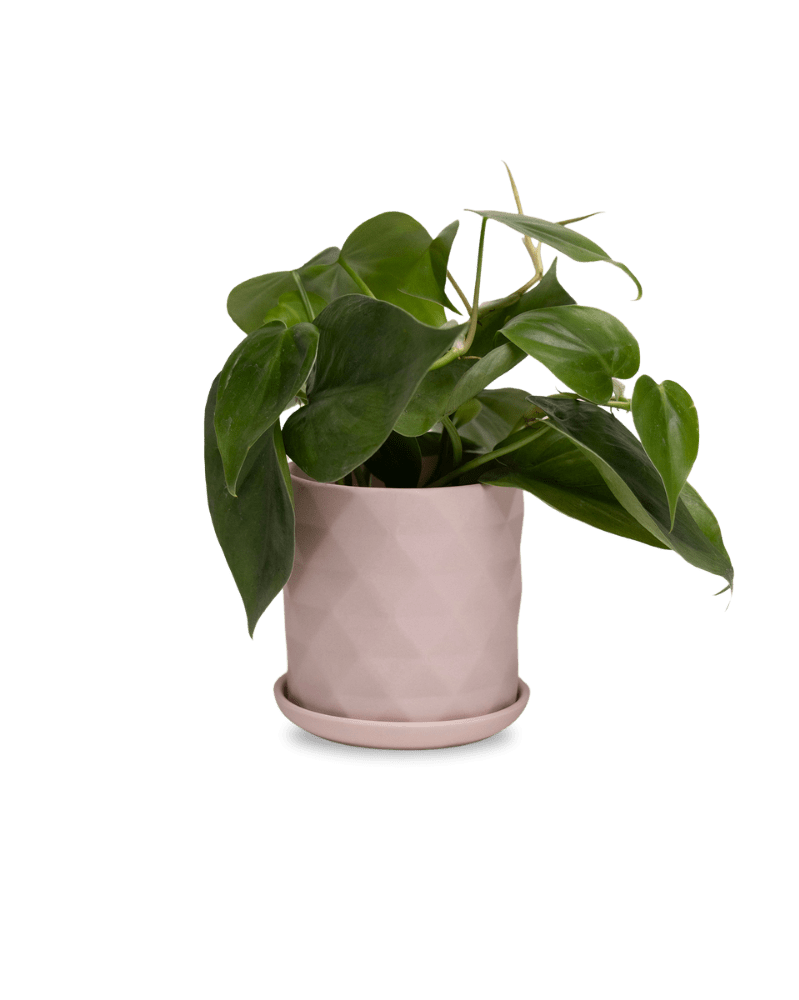 Virago 3.5" Porcelain Pot With Drainage Hole And Saucer - Chive Ceramics Studio - Pots - Chive Ceramics Studio