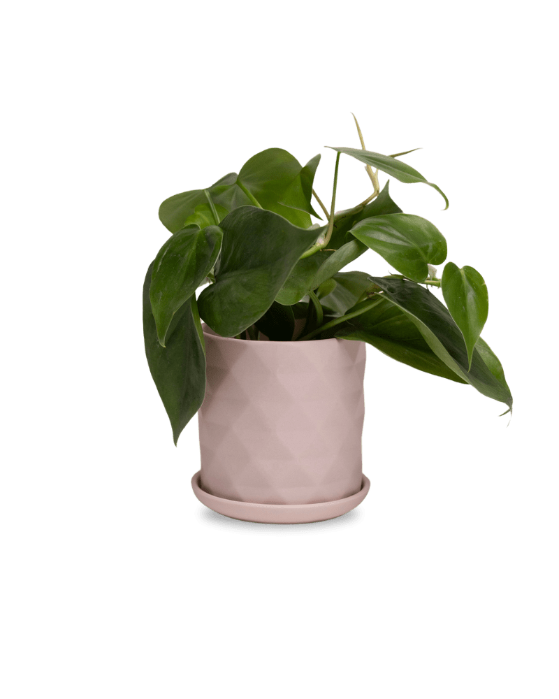 Virago 3.5" Porcelain Pot With Drainage Hole And Saucer - Chive Ceramics Studio - Pots - Chive Ceramics Studio