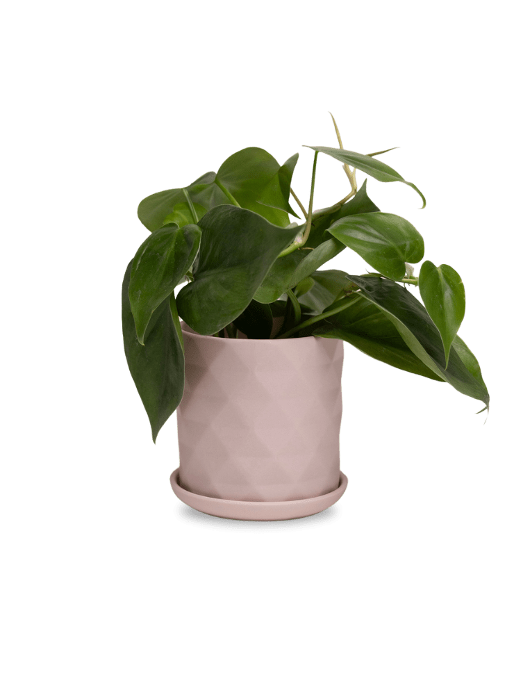 Virago 3.5" Porcelain Pot With Drainage Hole And Saucer - Chive Ceramics Studio - Pots - Chive Ceramics Studio