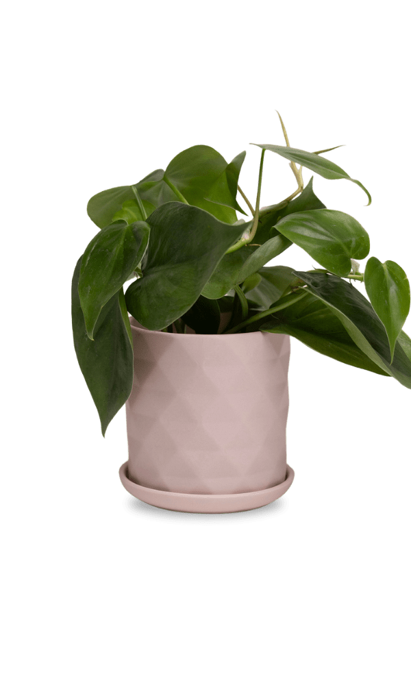 Virago 3.5" Porcelain Pot With Drainage Hole And Saucer - Chive Ceramics Studio - Pots - Chive Ceramics Studio