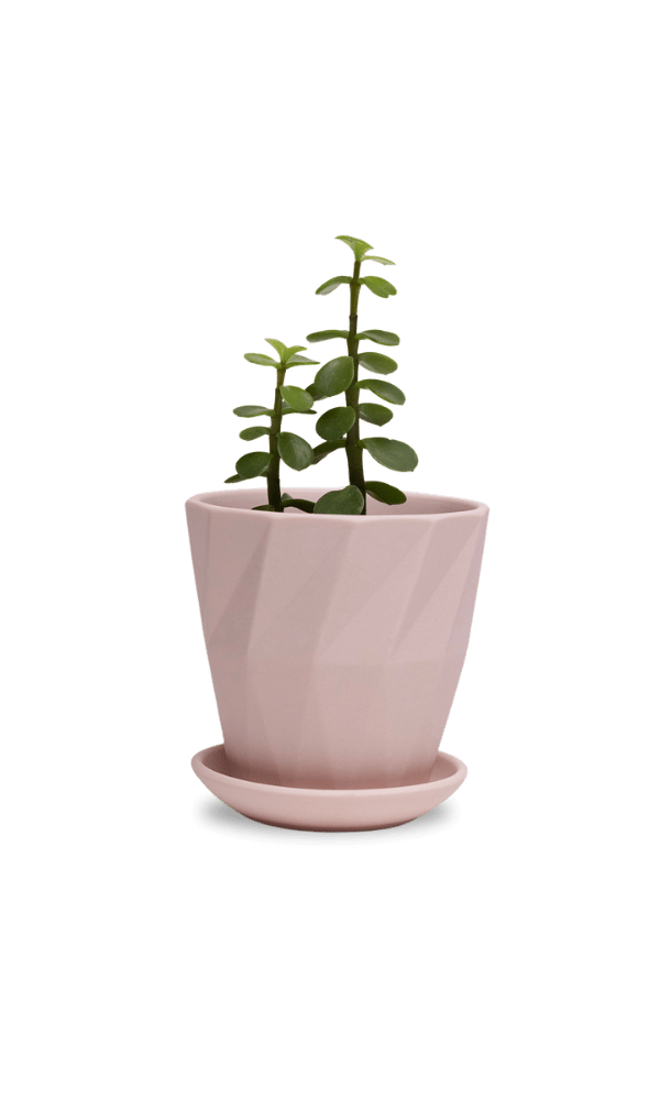 Virago 3.5" Porcelain Pot With Drainage Hole And Saucer - Chive Ceramics Studio - Pots - Chive Ceramics Studio