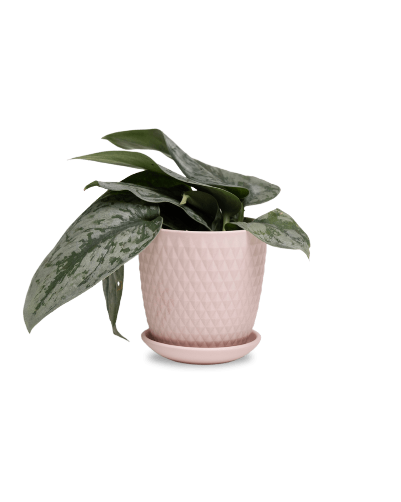 Virago 3.5" Porcelain Pot With Drainage Hole And Saucer - Chive Ceramics Studio - Pots - Chive Ceramics Studio