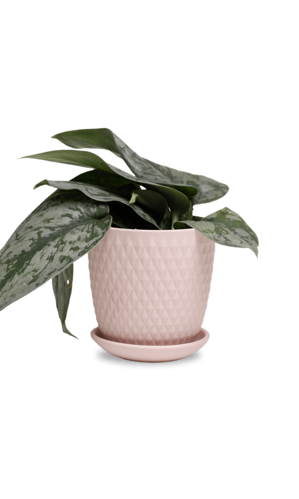 Virago 3.5" Porcelain Pot With Drainage Hole And Saucer - Chive Ceramics Studio - Pots - Chive Ceramics Studio