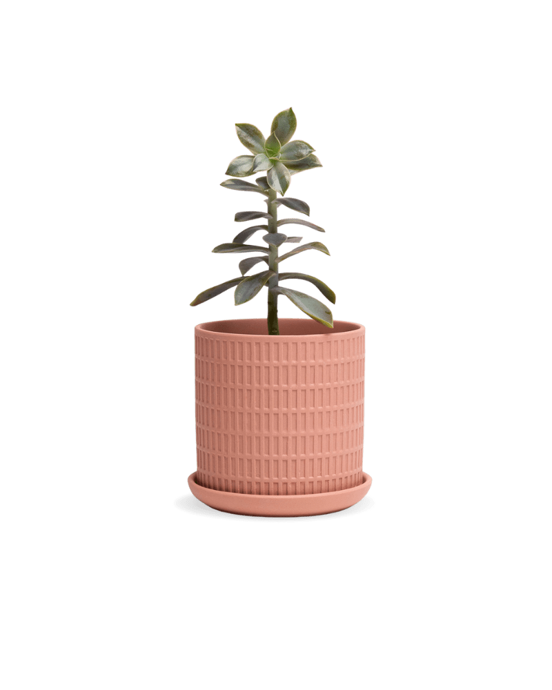 Virago 3.5" Porcelain Pot With Drainage Hole And Saucer - Chive Ceramics Studio - Pots - Chive Ceramics Studio