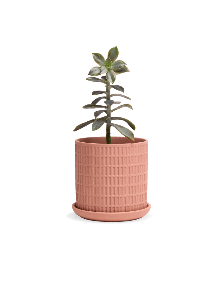 Virago 3.5" Porcelain Pot With Drainage Hole And Saucer - Chive Ceramics Studio - Pots - Chive Ceramics Studio