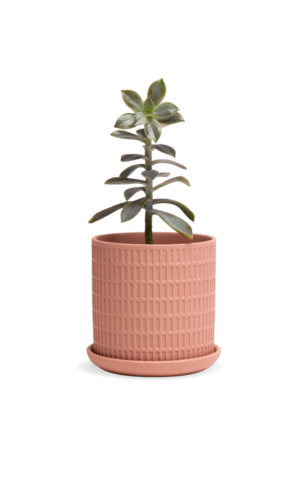 Virago 3.5" Porcelain Pot With Drainage Hole And Saucer - Chive Ceramics Studio - Pots - Chive Ceramics Studio