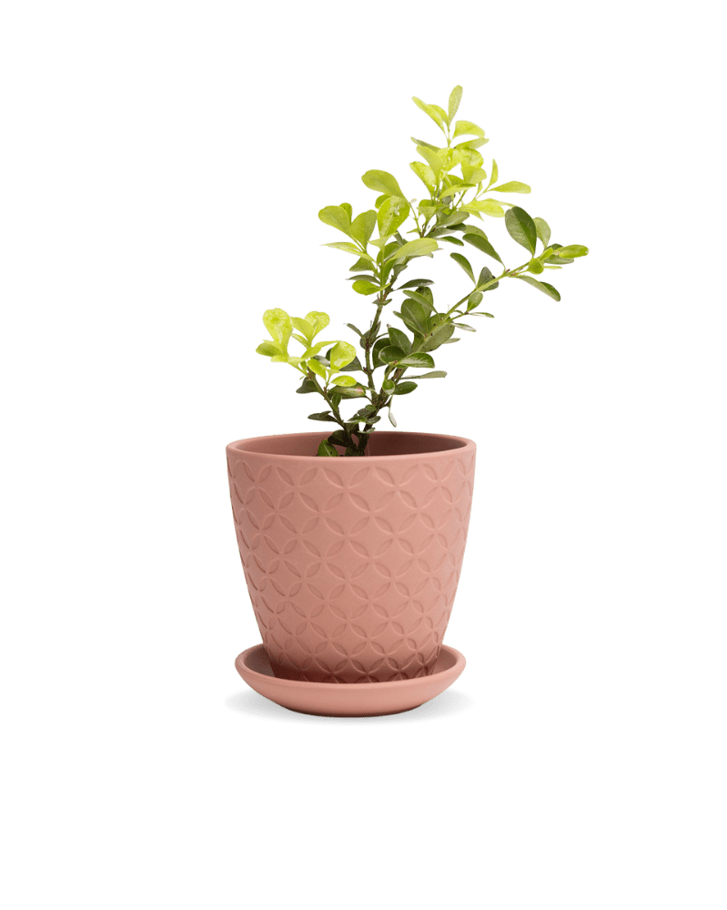 Virago 3.5" Porcelain Pot With Drainage Hole And Saucer - Chive Ceramics Studio - Pots - Chive Ceramics Studio