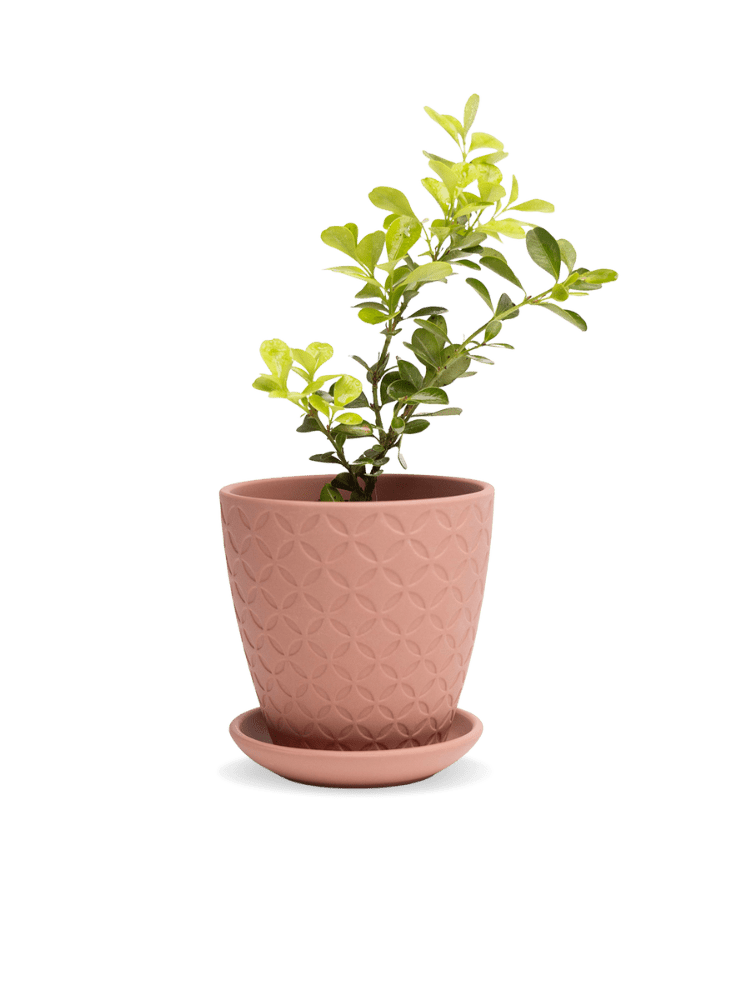 Virago 3.5" Porcelain Pot With Drainage Hole And Saucer - Chive Ceramics Studio - Pots - Chive Ceramics Studio