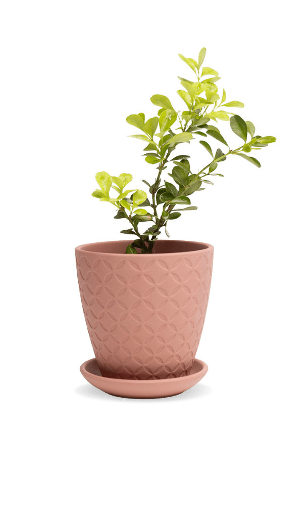 Virago 3.5" Porcelain Pot With Drainage Hole And Saucer - Chive Ceramics Studio - Pots - Chive Ceramics Studio