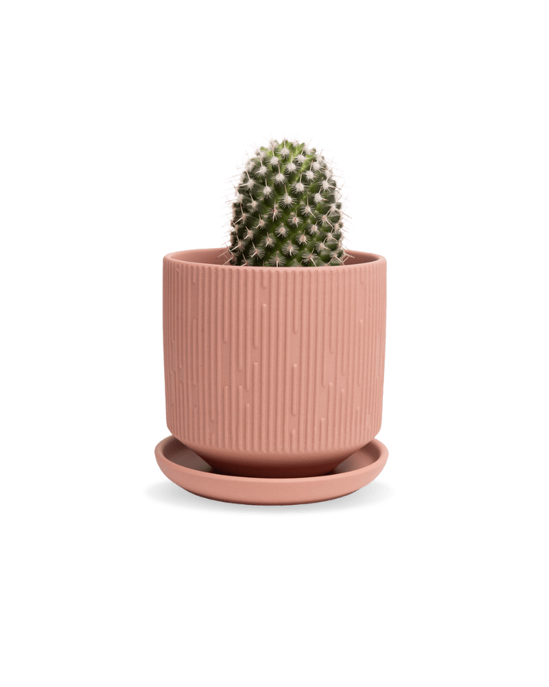 Virago 3.5" Porcelain Pot With Drainage Hole And Saucer - Chive Ceramics Studio - Pots - Chive Ceramics Studio