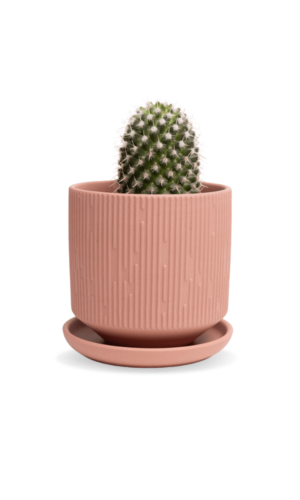 Virago 3.5" Porcelain Pot With Drainage Hole And Saucer - Chive Ceramics Studio - Pots - Chive Ceramics Studio