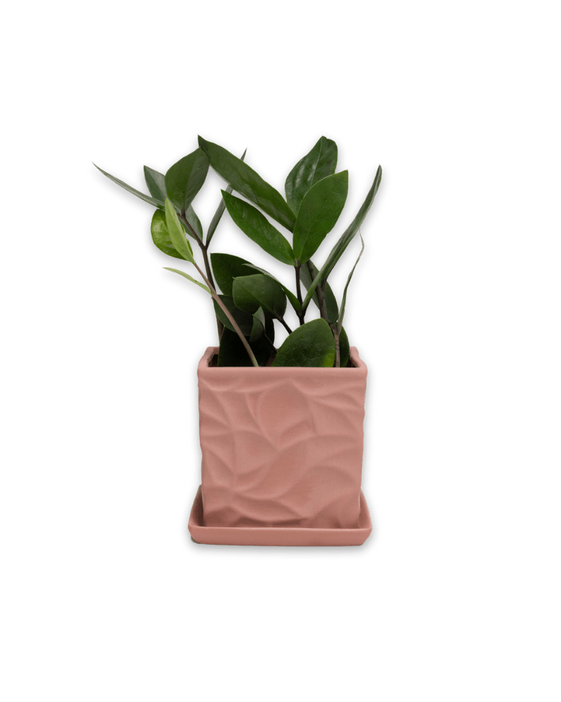 Virago 3.5" Porcelain Pot With Drainage Hole And Saucer - Chive Ceramics Studio - Pots - Chive Ceramics Studio