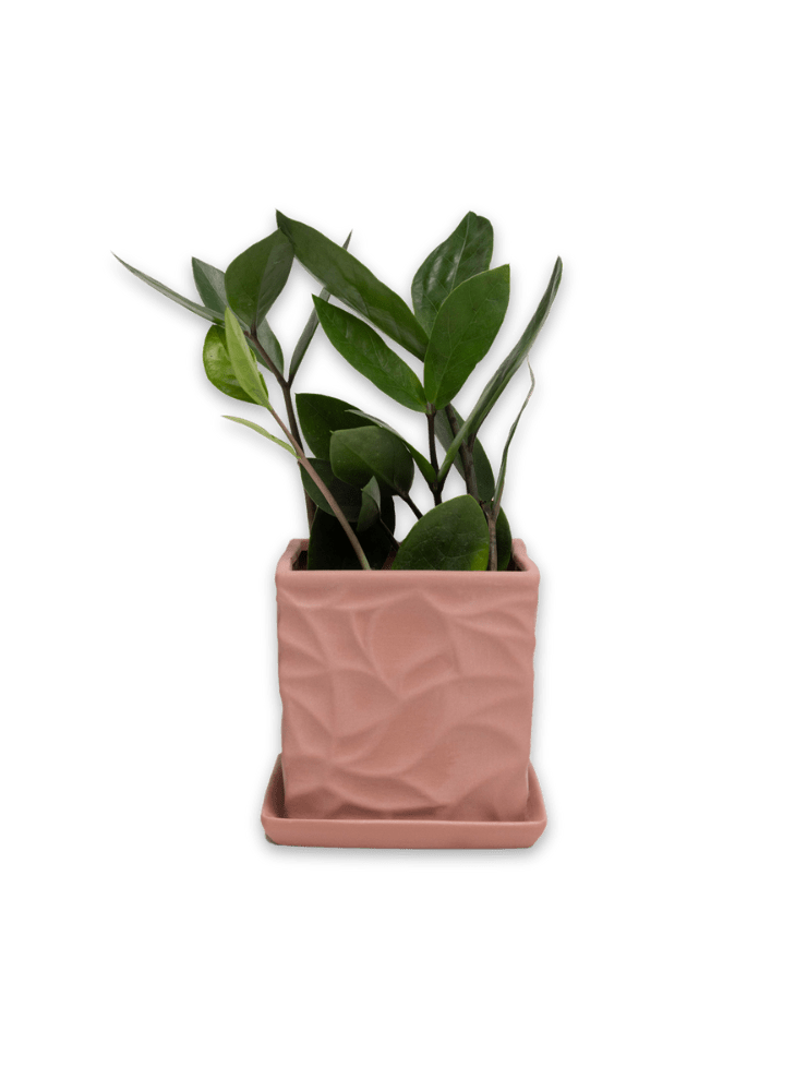 Virago 3.5" Porcelain Pot With Drainage Hole And Saucer - Chive Ceramics Studio - Pots - Chive Ceramics Studio