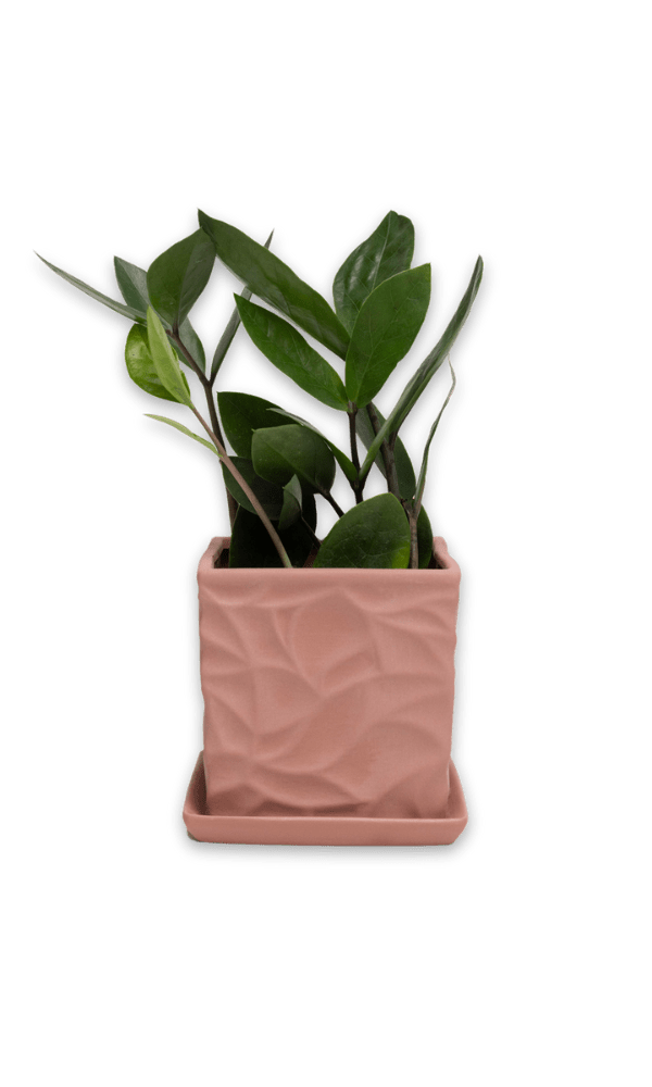 Virago 3.5" Porcelain Pot With Drainage Hole And Saucer - Chive Ceramics Studio - Pots - Chive Ceramics Studio