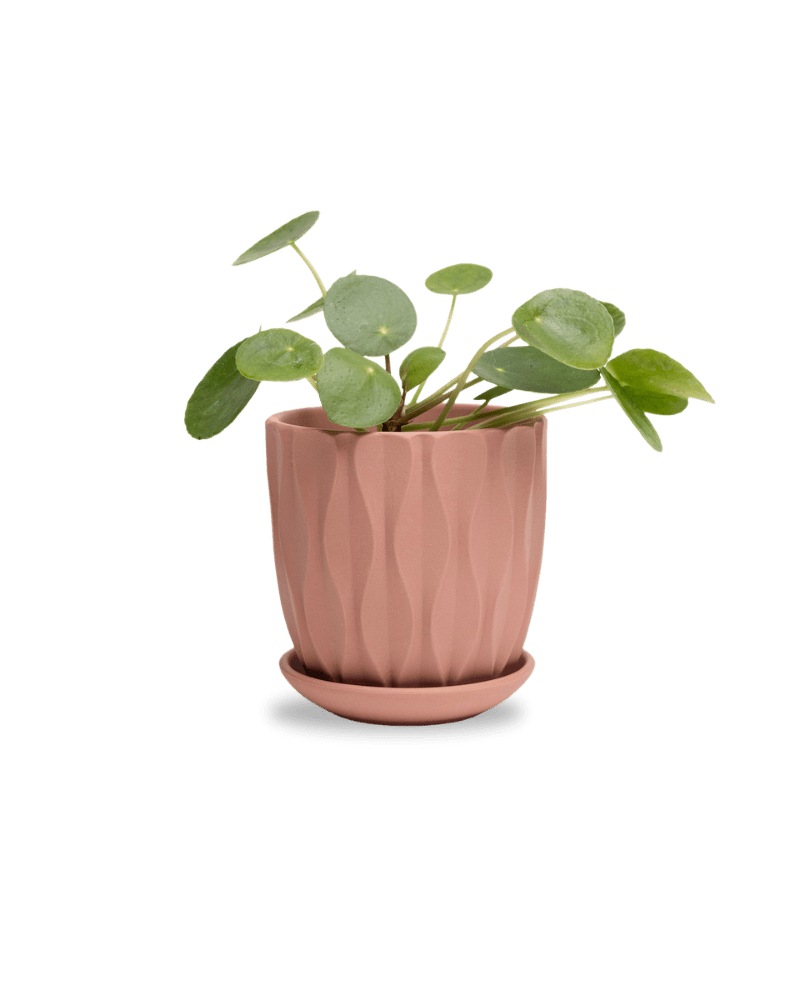 Virago 3.5" Porcelain Pot With Drainage Hole And Saucer - Chive Ceramics Studio - Pots - Chive Ceramics Studio