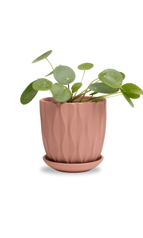 Virago 3.5" Porcelain Pot With Drainage Hole And Saucer - Chive Ceramics Studio - Pots - Chive Ceramics Studio