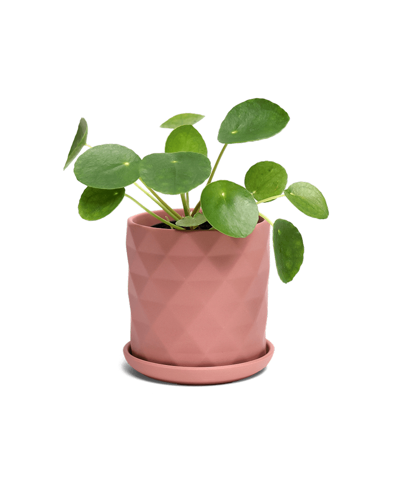 Virago 3.5" Porcelain Pot With Drainage Hole And Saucer - Chive Ceramics Studio - Pots - Chive Ceramics Studio