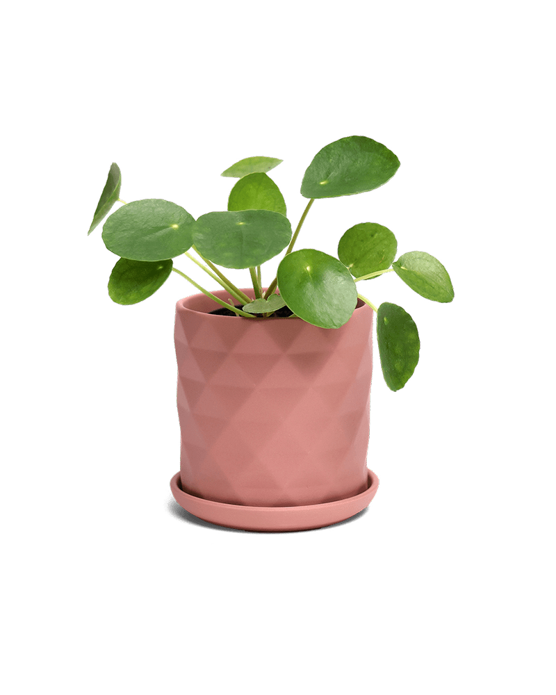 Virago 3.5" Porcelain Pot With Drainage Hole And Saucer - Chive Ceramics Studio - Pots - Chive Ceramics Studio