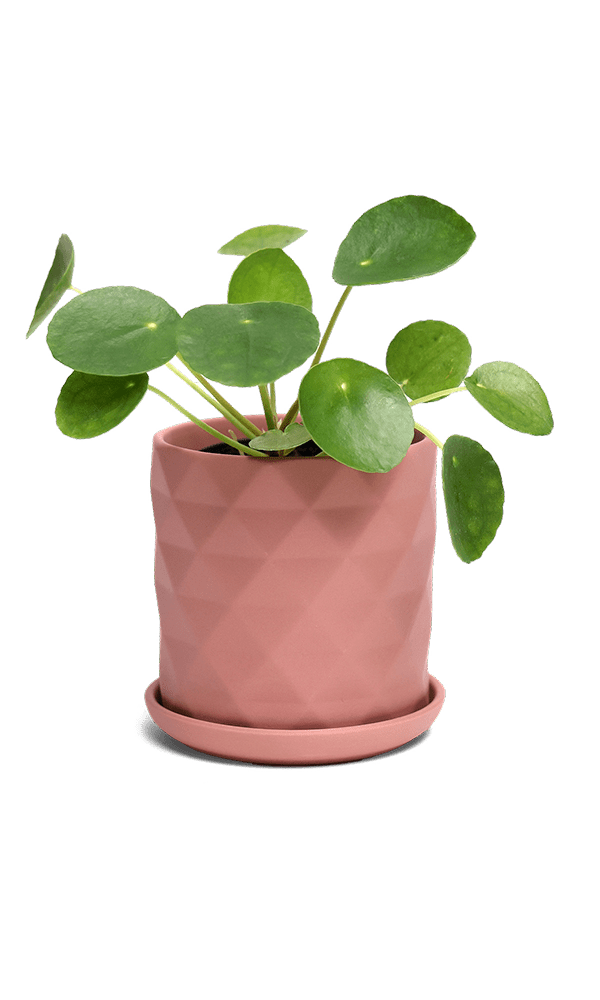 Virago 3.5" Porcelain Pot With Drainage Hole And Saucer - Chive Ceramics Studio - Pots - Chive Ceramics Studio