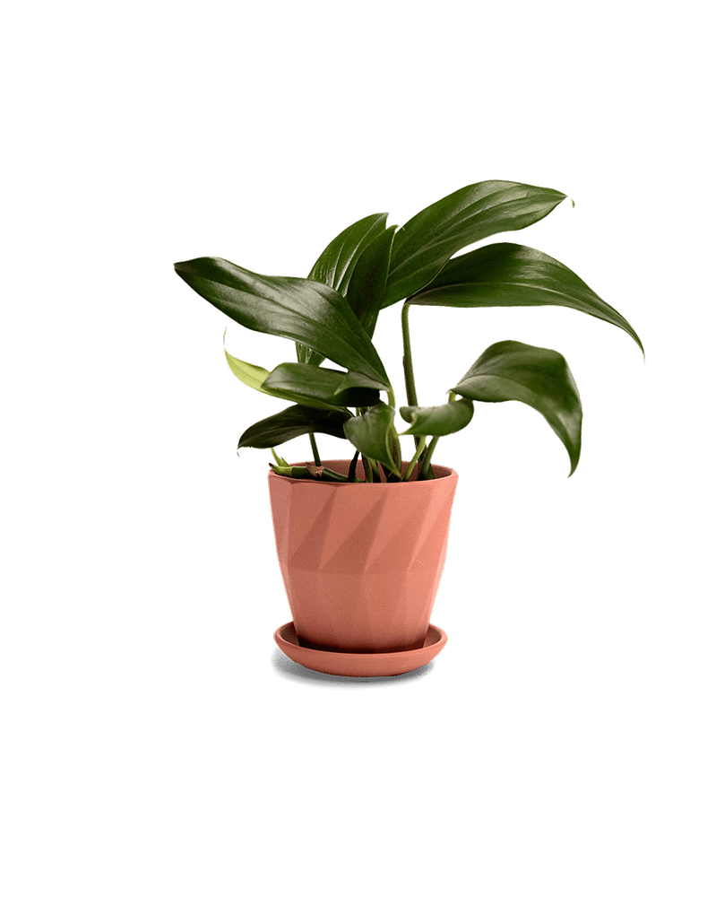 Virago 3.5" Porcelain Pot With Drainage Hole And Saucer - Chive Ceramics Studio - Pots - Chive Ceramics Studio